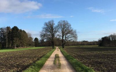 Bomen tot in de hemel